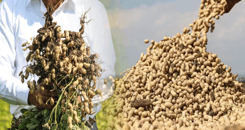 Yer fıstığının kilo fiyatı 50 TL’ye düştü