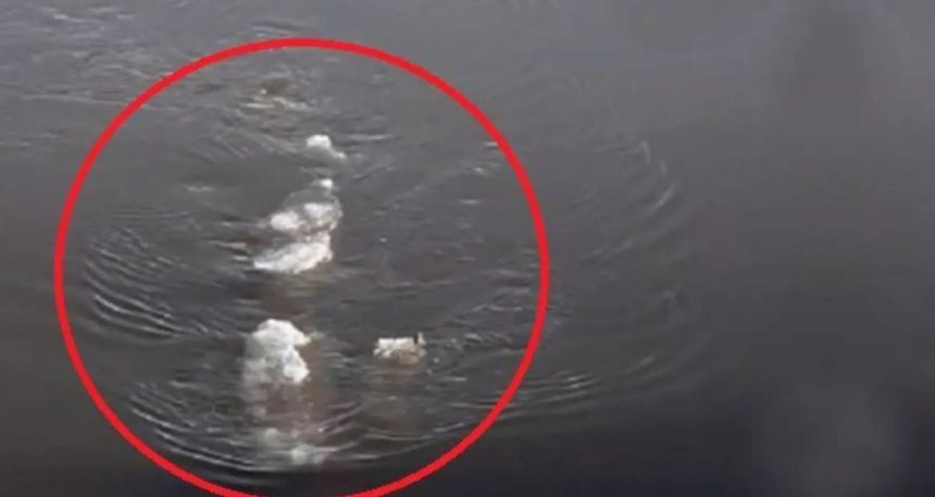 400-yildan-fazla-yasayabilen-devasa-yaratik-150-yasindayken-cinsel-olgunluga-erisiyor-atvk3kcf.jpg 400 yıldan fazla yaşayabilen devasa yaratık: 150 yaşındayken cinsel olgunluğa erişiyor