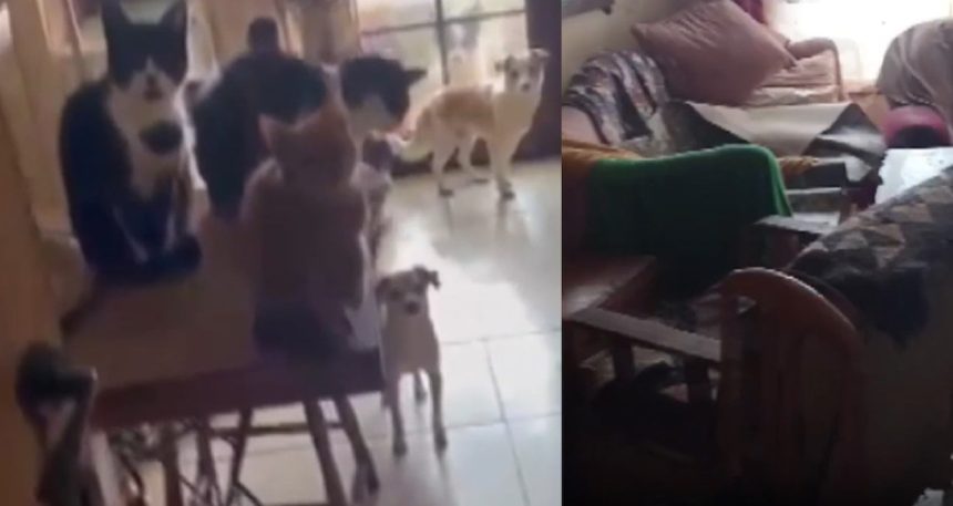 bu-eve-giren-ekipler-gordukleri-manzara-karsisinda-neye-ugradigini-sasirdi-Mn51CaGq.jpg Bu eve giren ekipler gördükleri manzara karşısında neye uğradığını şaşırdı