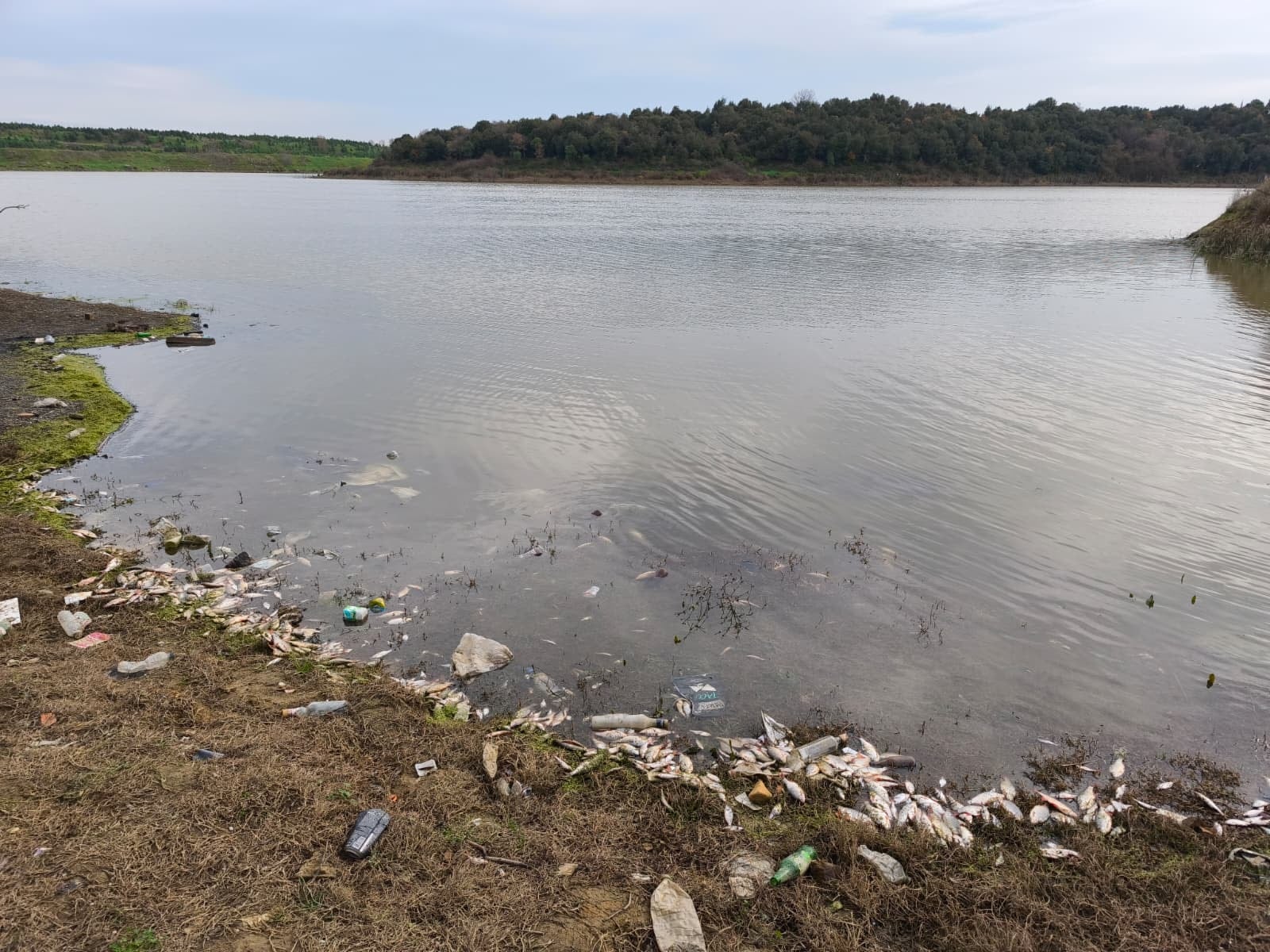 İstanbul'da gölette endişe verici görüntüler! Yüzlerce ölü balık kıyıya vurdu