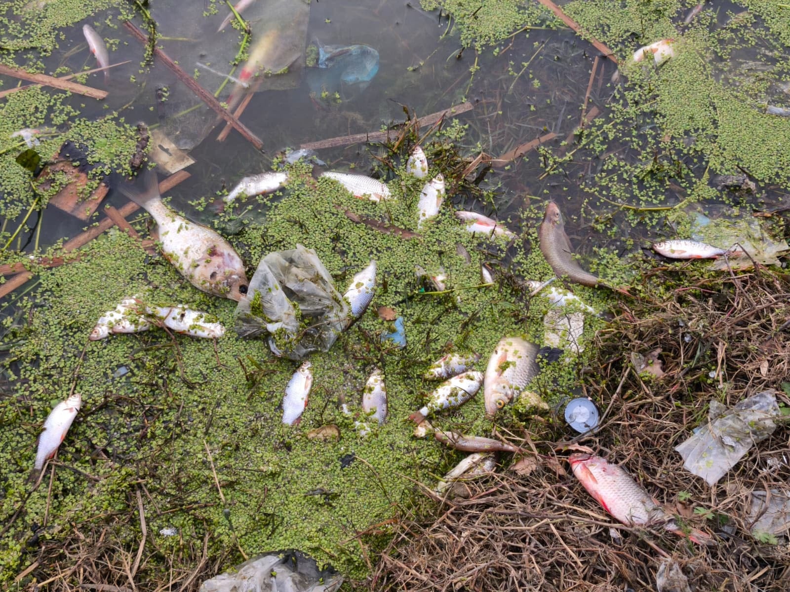 İstanbul'da gölette endişe verici görüntüler! Yüzlerce ölü balık kıyıya vurdu