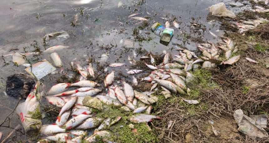İstanbul’da gölette endişe verici görüntüler! Yüzlerce ölü balık kıyıya vurdu