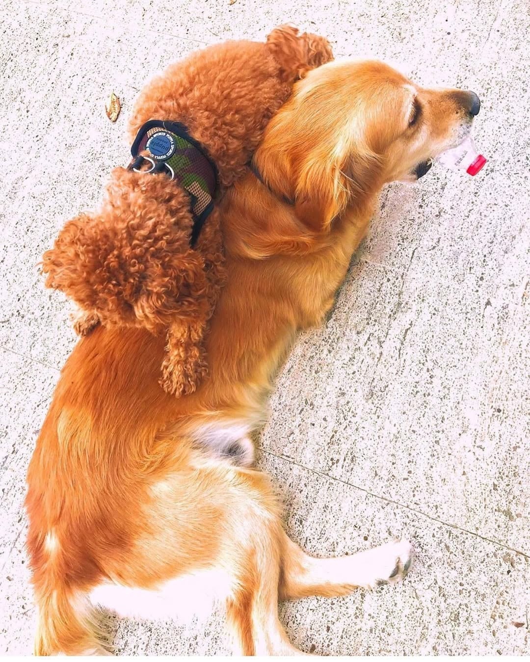 'Ölecek diye her gün ağlıyorum' demişti… Mehmet Ali Erbil, 'Köpük'ü kaybetti 1 'Ölecek diye her gün ağlıyorum' demişti… Mehmet Ali Erbil, 'Köpük'ü kaybetti