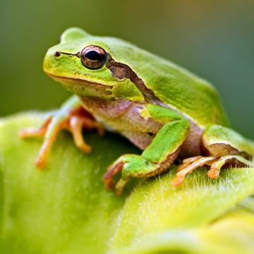 raporda-yapay-zeka-skandali-polisi-kurbagaya-cevirdi-HQLFgg8A.jpg Raporda yapay zeka skandalı: Polisi kurbağaya çevirdi