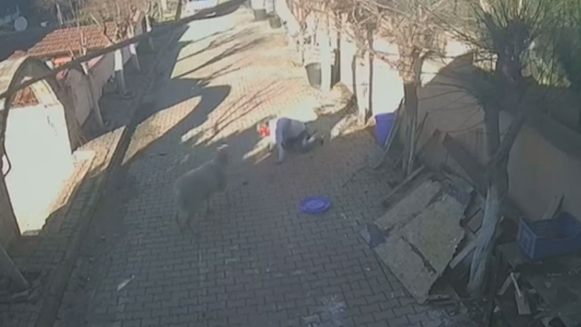 Yıllarca beslediği koç aniden saldırdı! Kemikleri kırıldı